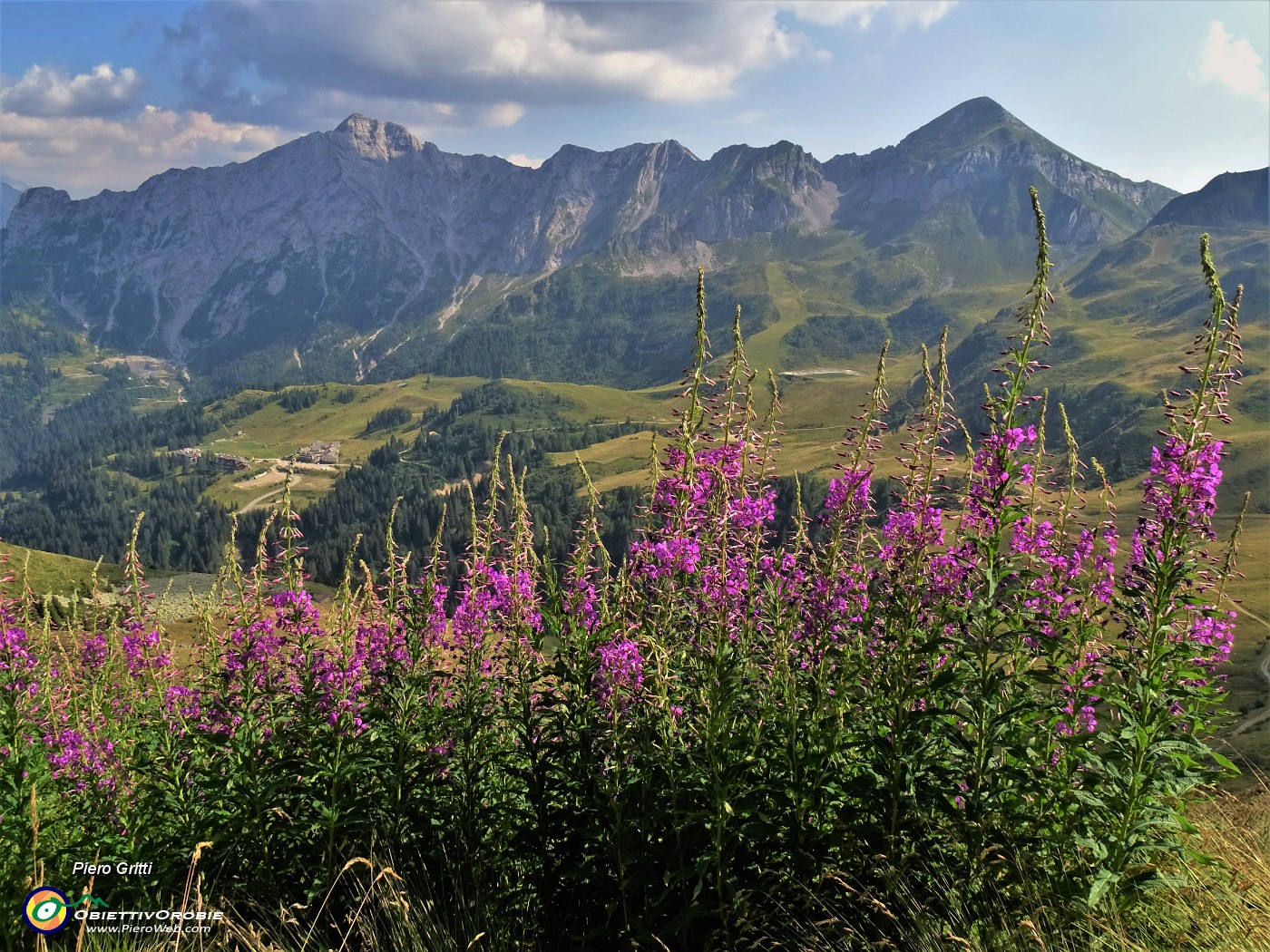 75 Fiori di Epilobium angustifolium (Camenerio) con vista in Cavallo-Pegherolo.JPG